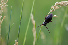 Eodorcadion carinatum