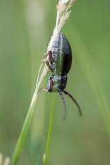 Eodorcadion carinatum