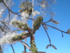 Populus brandegeei