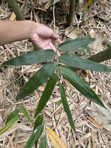 Phyllostachys makinoi iNat (3)