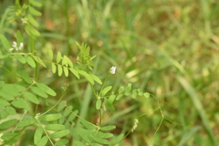 Vicia hirsuta