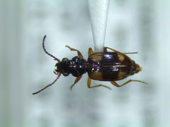 Bembidion quadrimaculatum