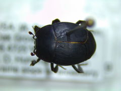 Psiloscelis perpunctata