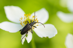 Brachyta interrogationis