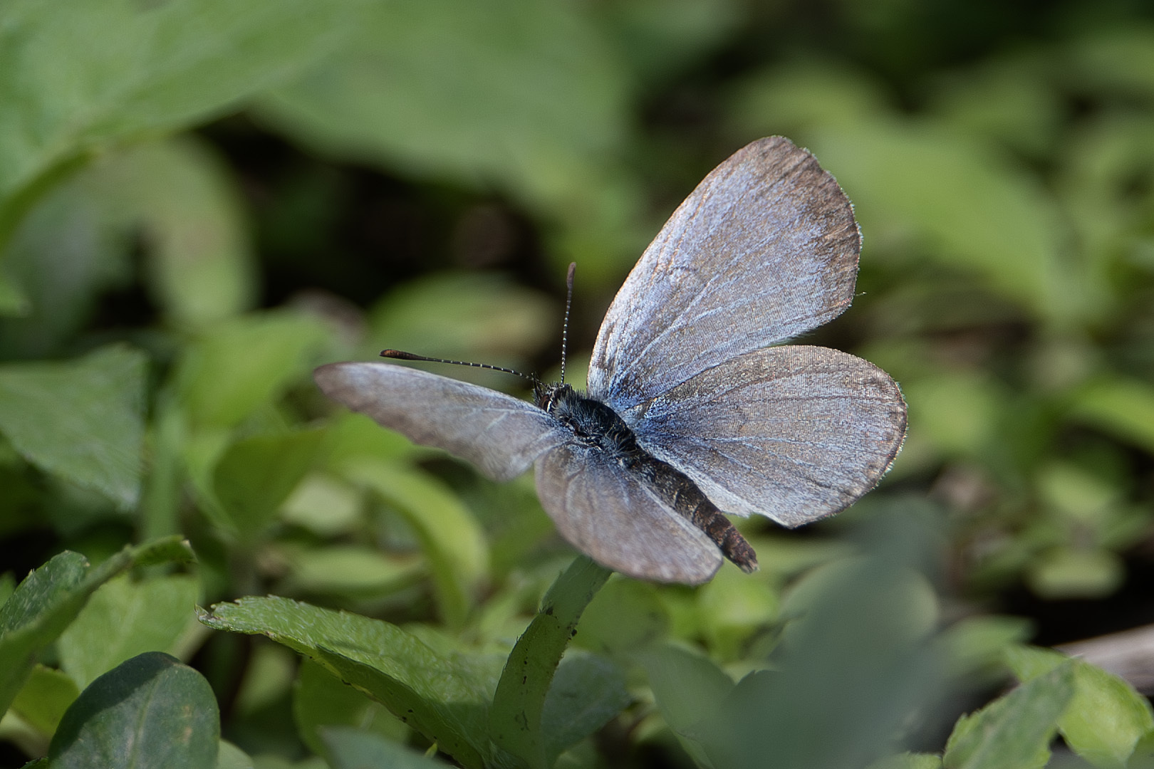 Pale Grass Blue