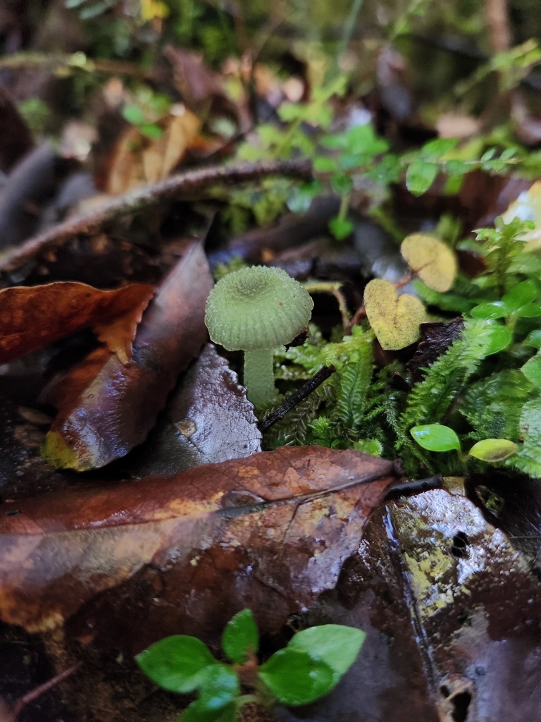 Gliophorus graminicolor · May 2025 · photo: © archie_tarn (iNaturalist, cc-by)