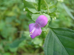 Dicliptera resupinata