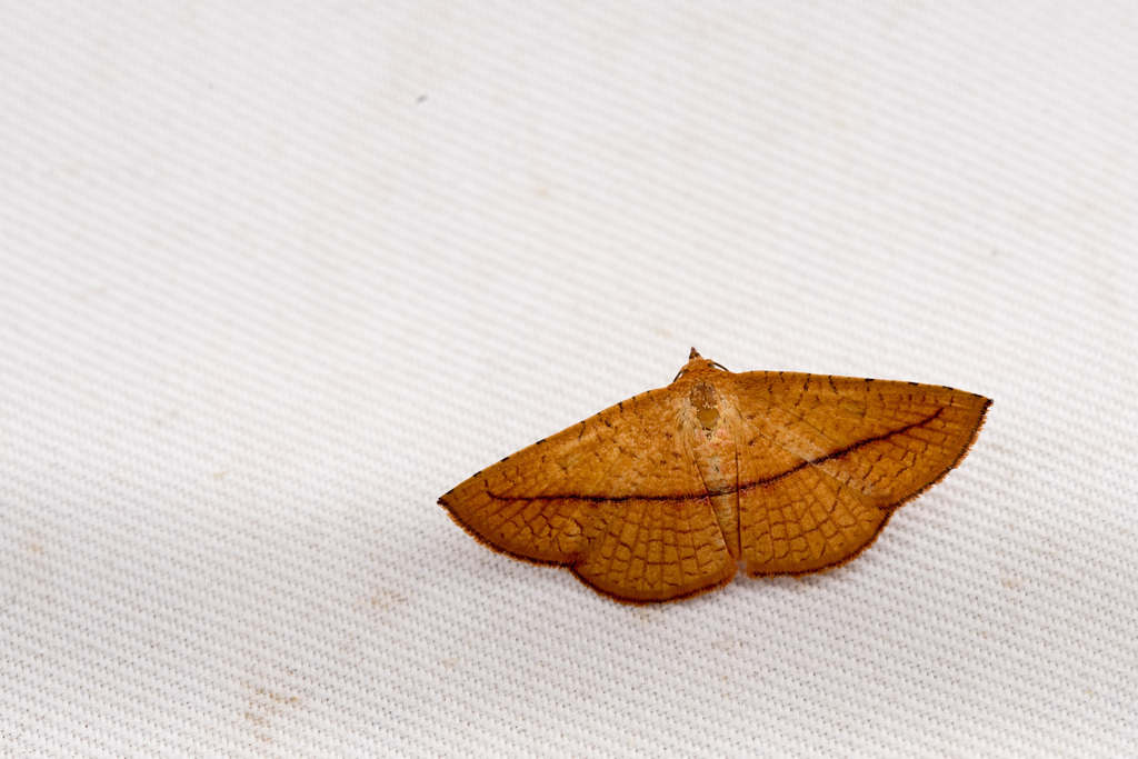 Striglina taoyuan