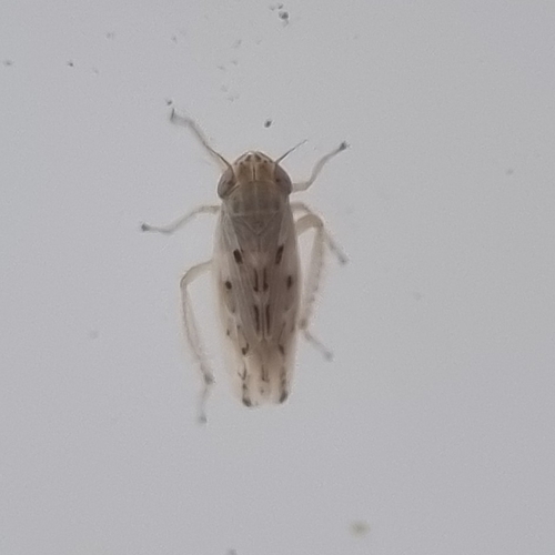 Psammotettix sabulicola