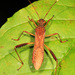 Megalotomus quinquespinosus - Photo (c) Judy Gallagher,  זכויות יוצרים חלקיות (CC BY-SA), הועלה על ידי Judy Gallagher