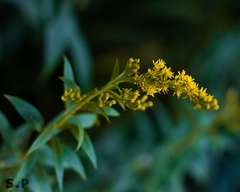 Solidago
