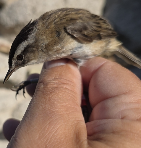Moustached Warbler (Acrocephalus melanopogon), photo 5