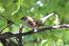 Passer montanus