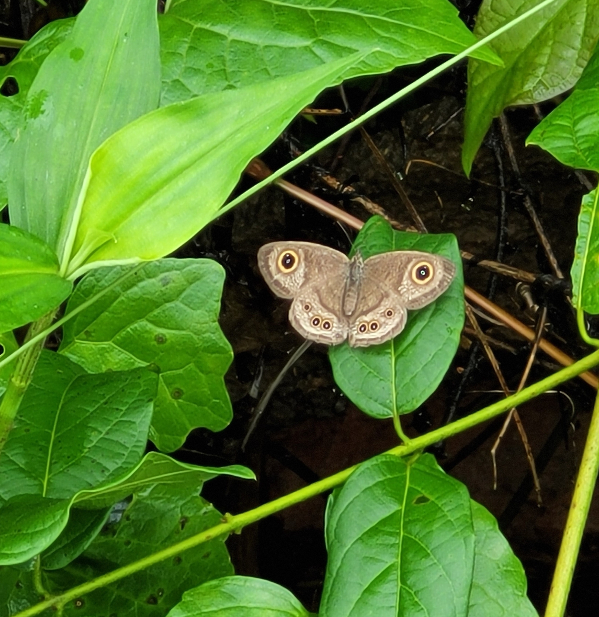 Common Five-Ring