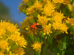 Melanopleurus belfragei