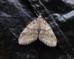 Trichopteryx carpinata