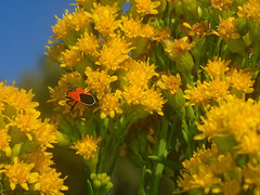 Melanopleurus belfragei