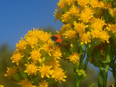 Melanopleurus belfragei