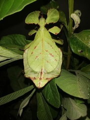 Pulchriphyllium bioculatum