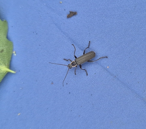 Cantharis pagana