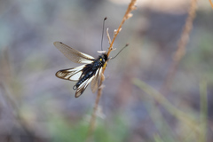 Libelloides sibiricus