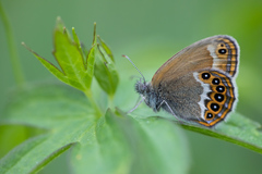 Coenonympha hero