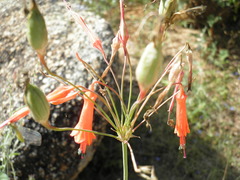 Bessera tenuiflora