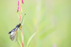 Libelloides sibiricus