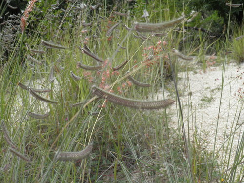 Bouteloua hirsuta var. glandulosa
