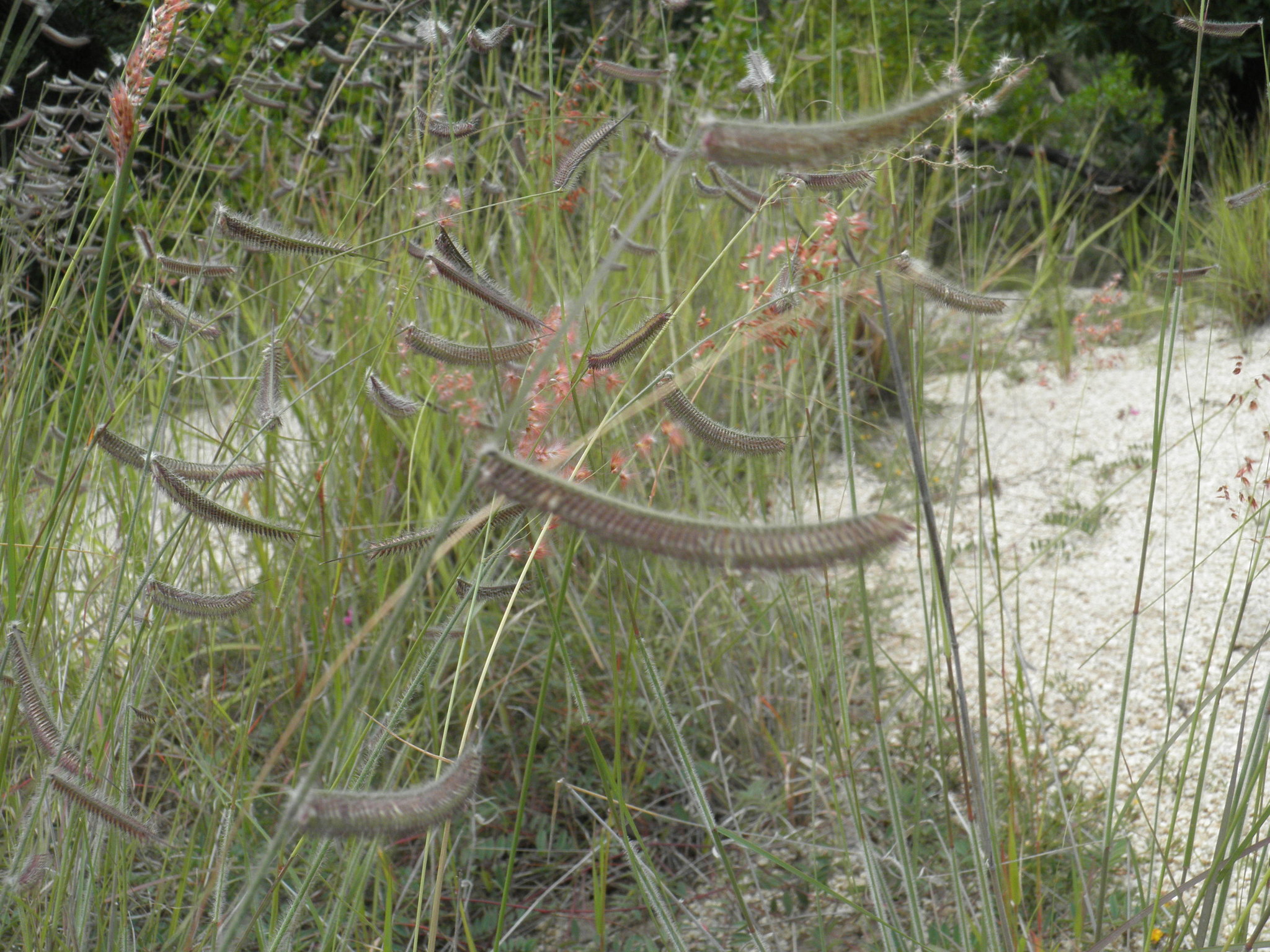 Bouteloua hirsuta var. glandulosa