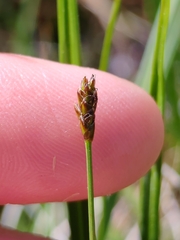Dioecious Vetch (Vignea dioica)