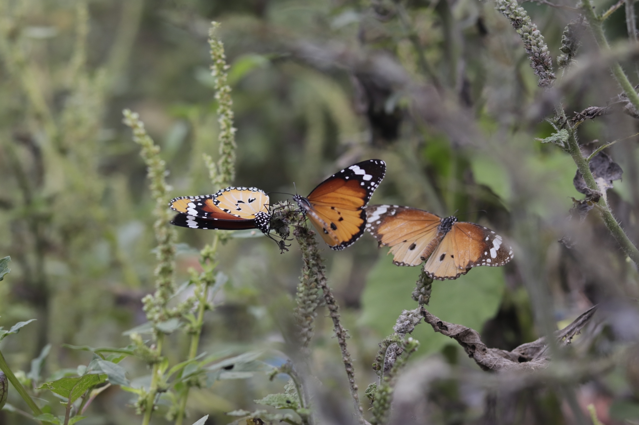 Plain Tiger