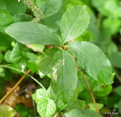 Lonicera involucrata
