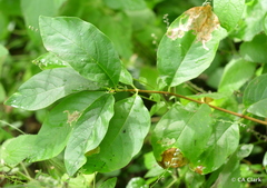 Lonicera involucrata