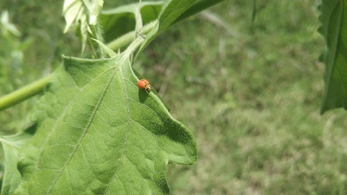 Discolored Lady Beetle