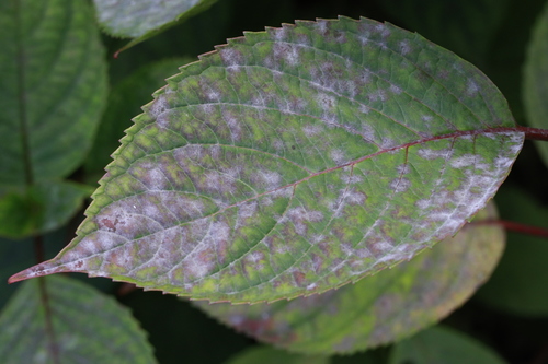 Pseudoidium hortensiae