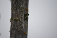 Ognorhynchus icterotis