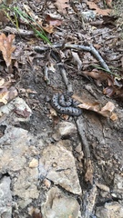 Sistrurus miliarius streckeri