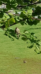Passer domesticus