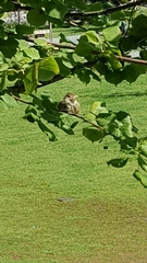 Passer domesticus
