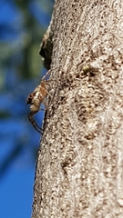 Menemerus semilimbatus