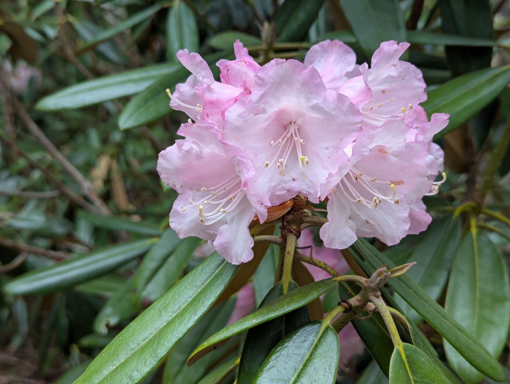 Rhododendron degronianum  iNaturalist