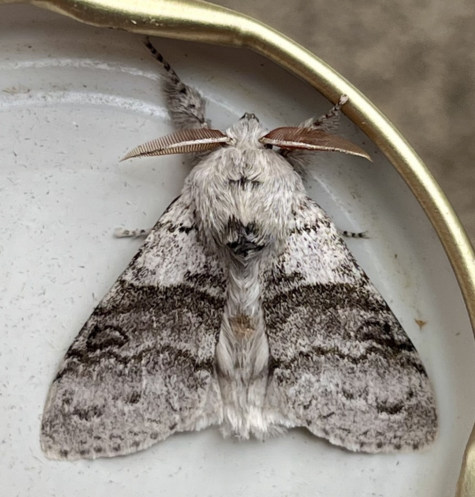 Calliteara