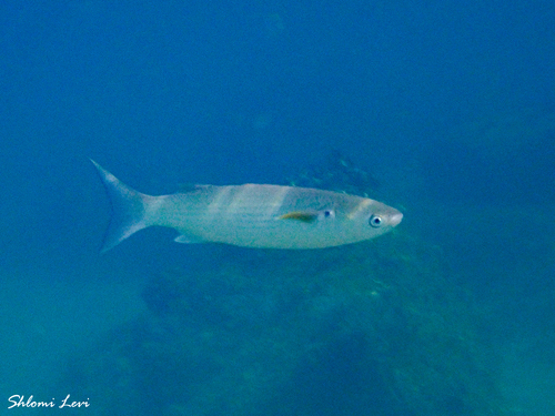 Glassfish