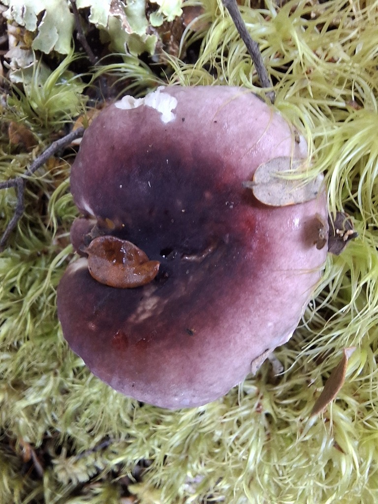 Russula roseopileata · May 2025 · photo: © armillariabianca (iNaturalist, cc0)
