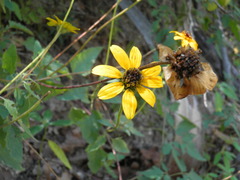 Heliopsis anomala