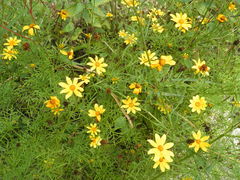 Bidens xanti
