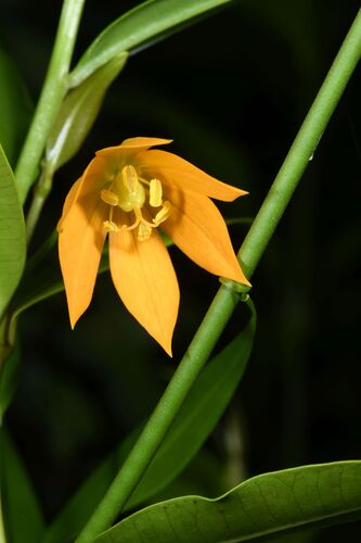 Gloriosa modesta (Gloriosa modesta)