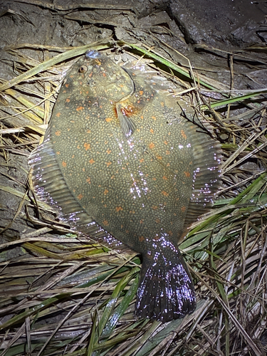 Black flounder (Rhombosolea retiaria) — Pleuronectidae — 3