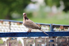 Streptopelia senegalensis